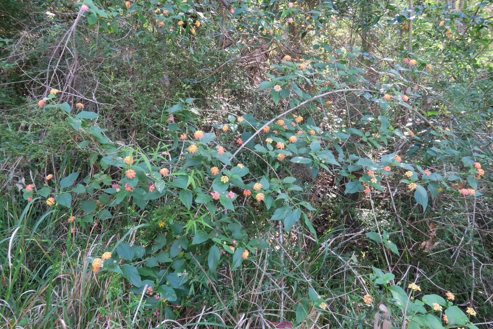 Pink Lantana (Lantana Camara 'Bandana Pink') — Hardy in USDA zones 9-11, it can be treated as an annual in cooler regions; as it can be an irritant to