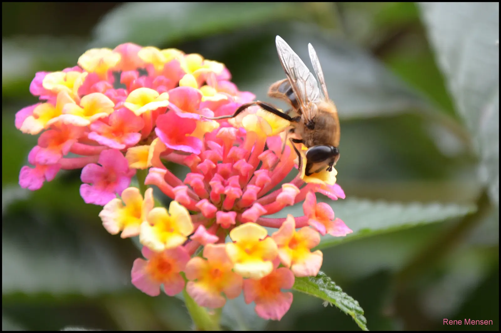 Pink Lantana (Lantana Camara 'Bandana Pink') — The Lantana camara 'Bandana Pink' is a vibrant perennial shrub