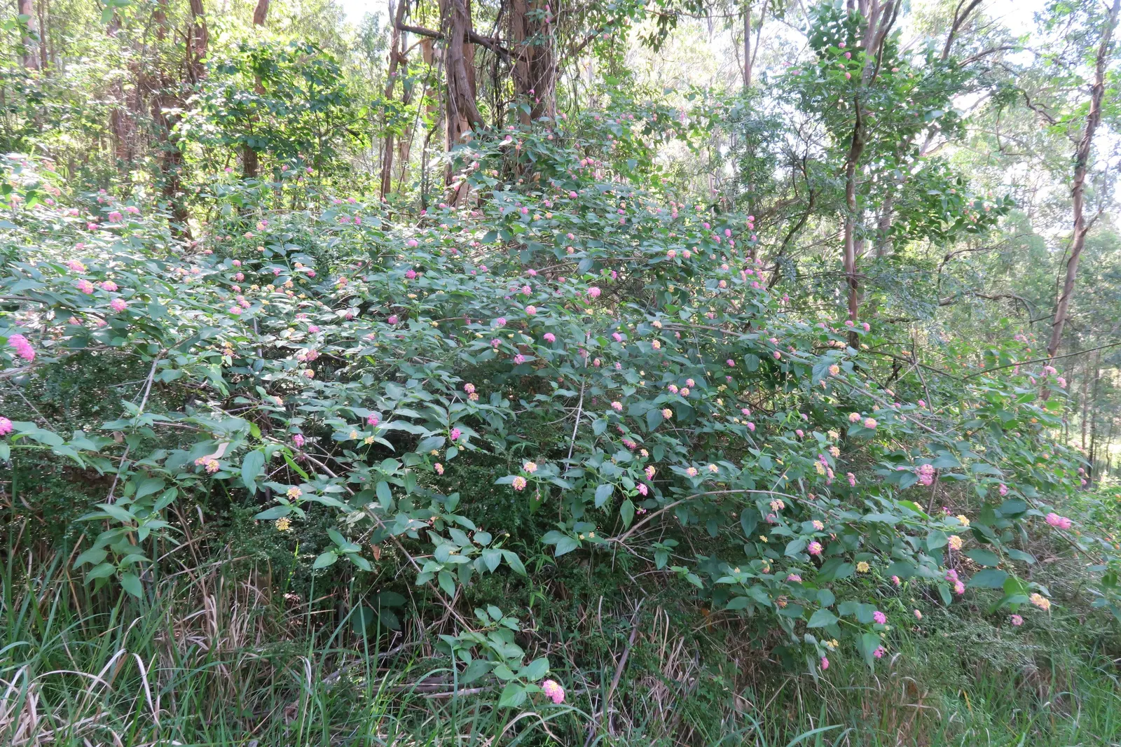 Pink Lantana (Lantana Camara 'Bandana Pink') — Drought-tolerant once established, it's ideal for low-maintenance landscapes