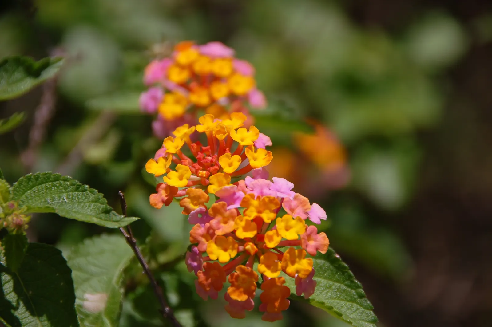 Pink Lantana (Lantana Camara 'Bandana Pink') — Prefers full sun and well-draining soil; shrub for full, image 79