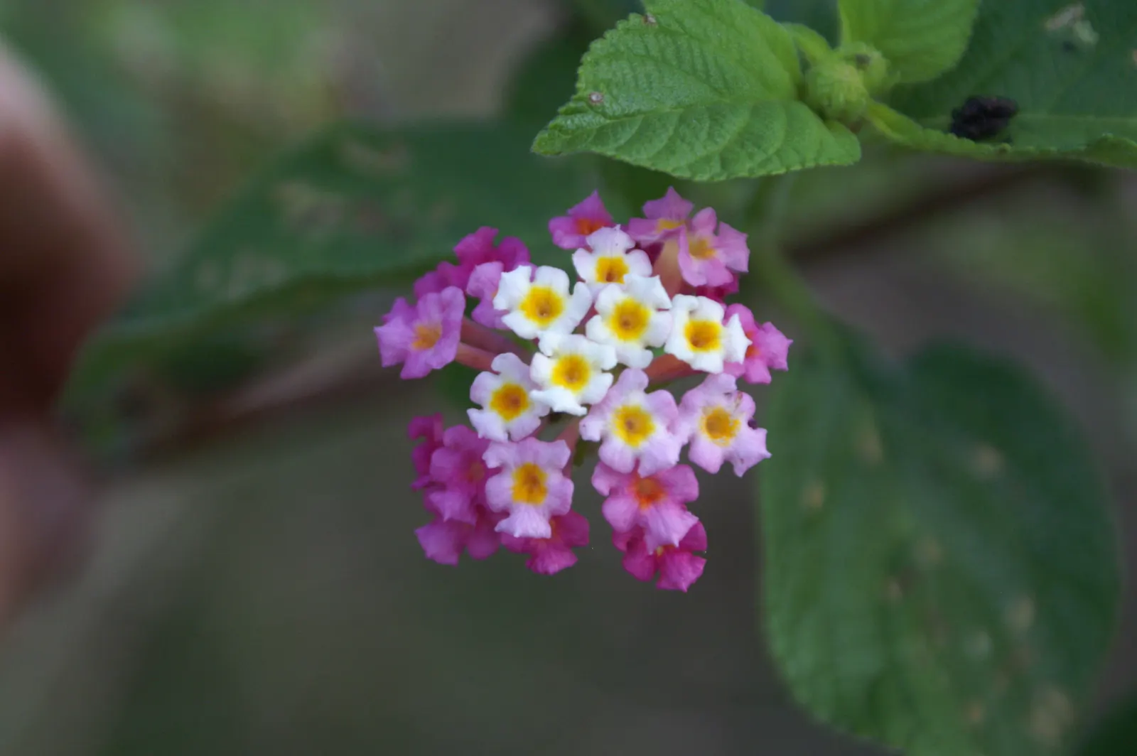 Pink Lantana (Lantana Camara 'Bandana Pink') — shrub for full; and all parts of the plant are toxic if ingested