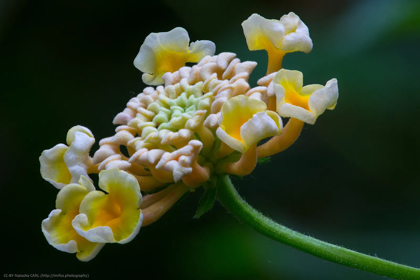 Pink Lantana (Lantana Camara 'Bandana Pink') — including butterflies and bees