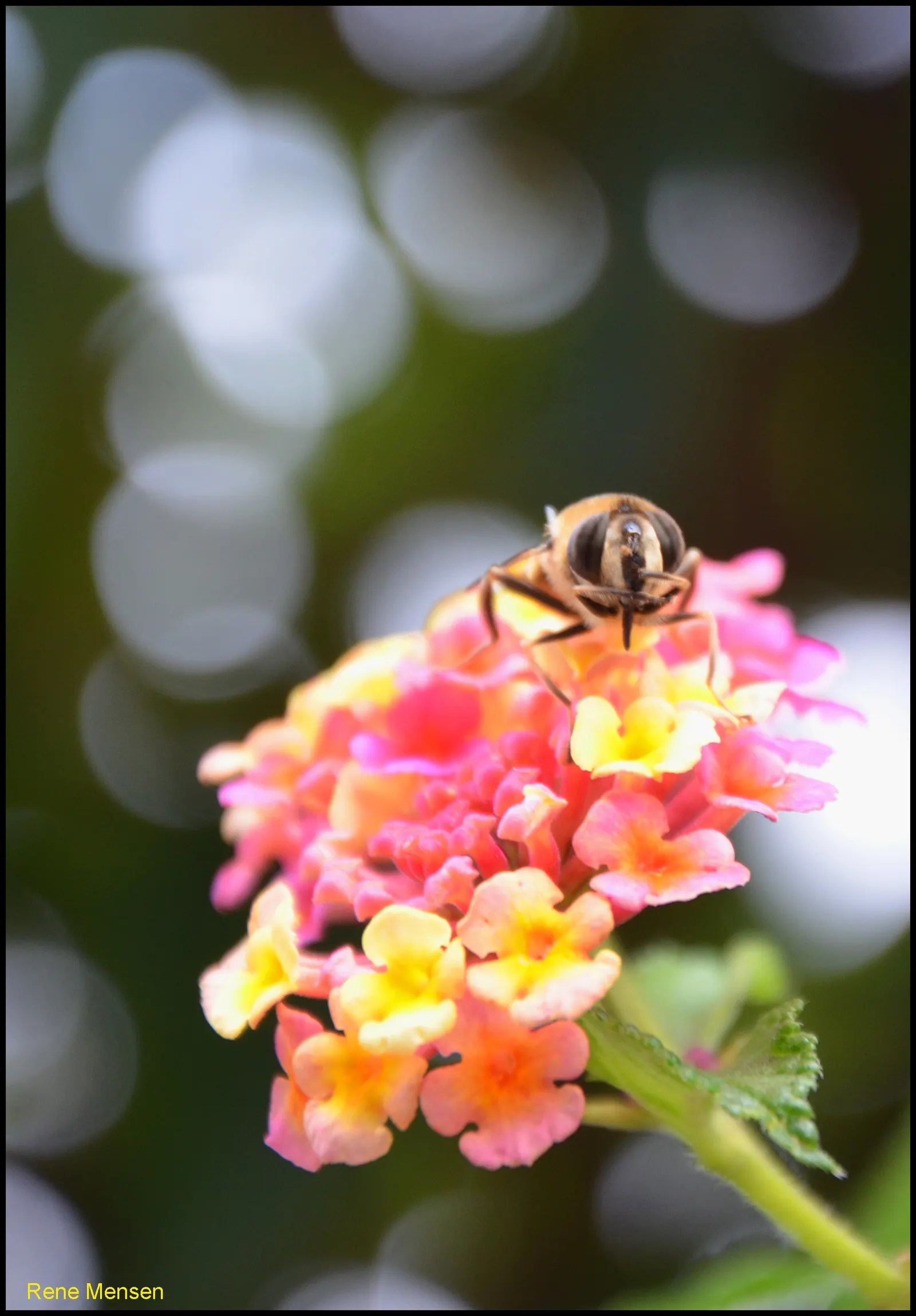 Pink Lantana (Lantana Camara 'Bandana Pink') — tubular flowers that exhibit a cheerful palette of pink hues