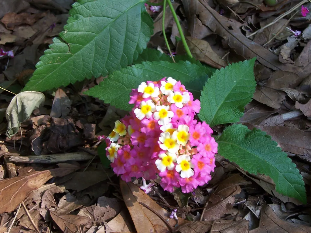 Pink Lantana (Lantana Camara 'Bandana Pink') — These flowers continually bloom from spring through fall; shrub with pink blooms, image 86