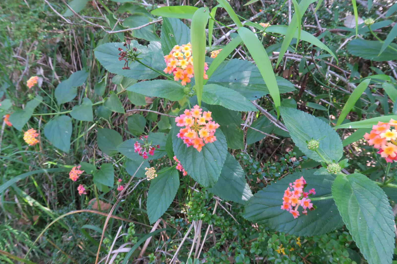 Pink Lantana (Lantana Camara 'Bandana Pink') — It reaches up to 24-26 inches in height and spreads 20-24 inches wide; pink Lantana requires minimal watering