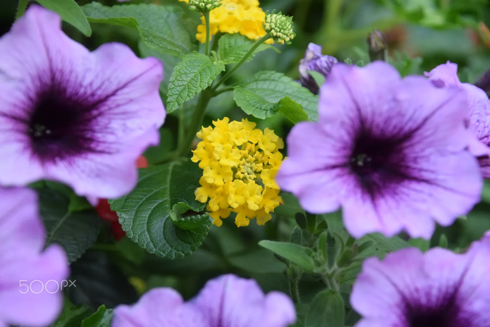 Pink Lantana (Lantana Camara 'Bandana Pink') — shrub with pink blooms