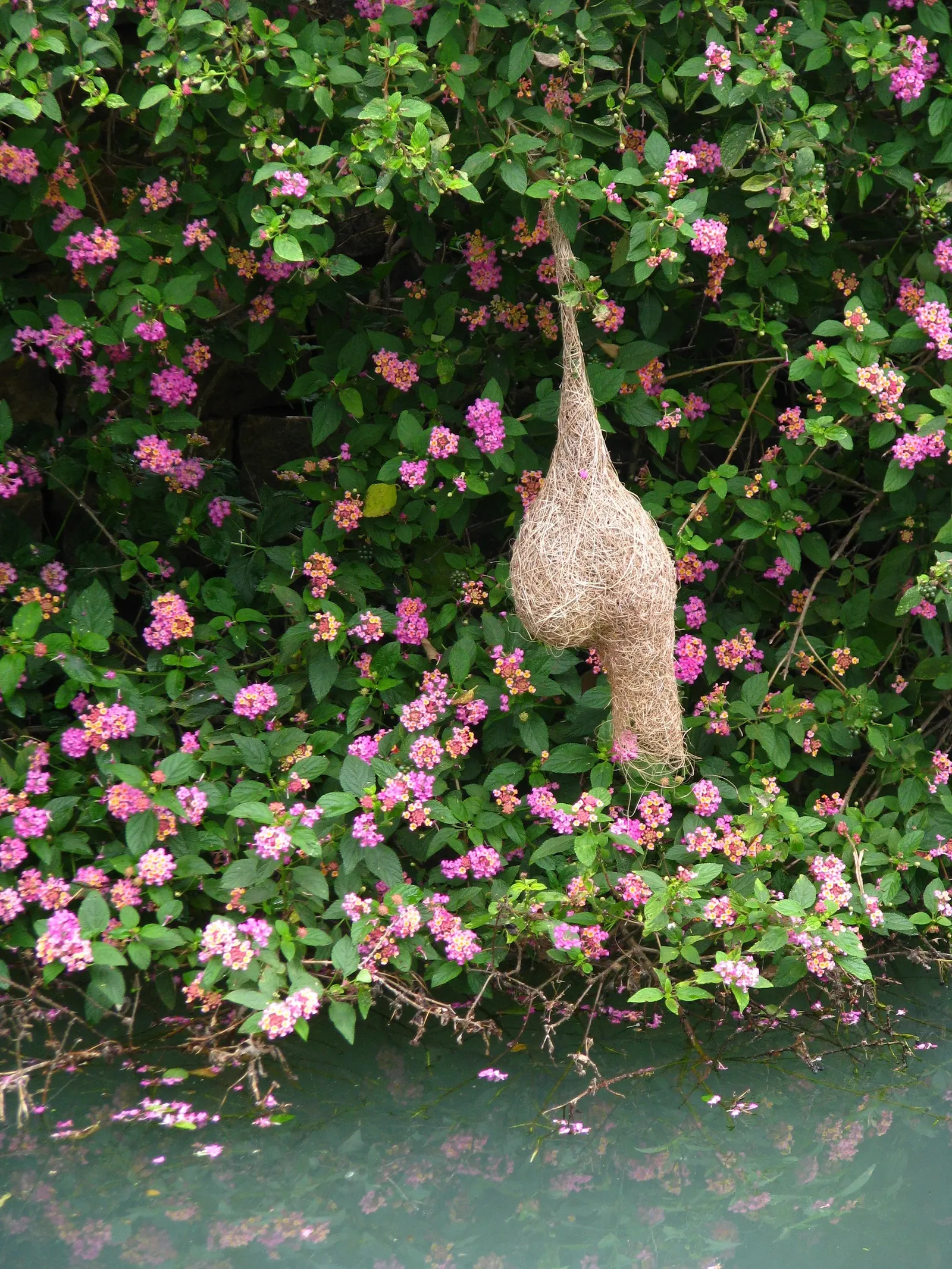 Pink Lantana (Lantana Camara 'Bandana Pink') — tubular flowers that exhibit a cheerful palette of pink hues; which may transition into a lighter shade with age