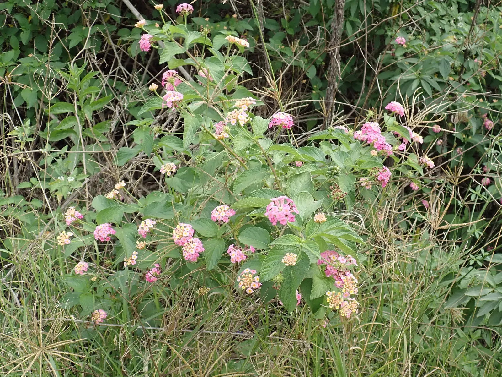 Pink Lantana (Lantana Camara 'Bandana Pink') — enticing a variety of pollinators
