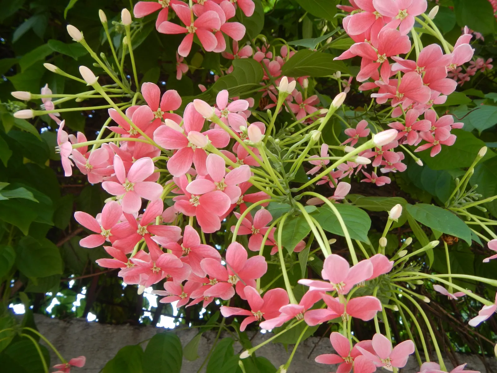 Pink Lantana (Lantana Camara 'Bandana Pink') — and all parts of the plant are toxic if ingested
