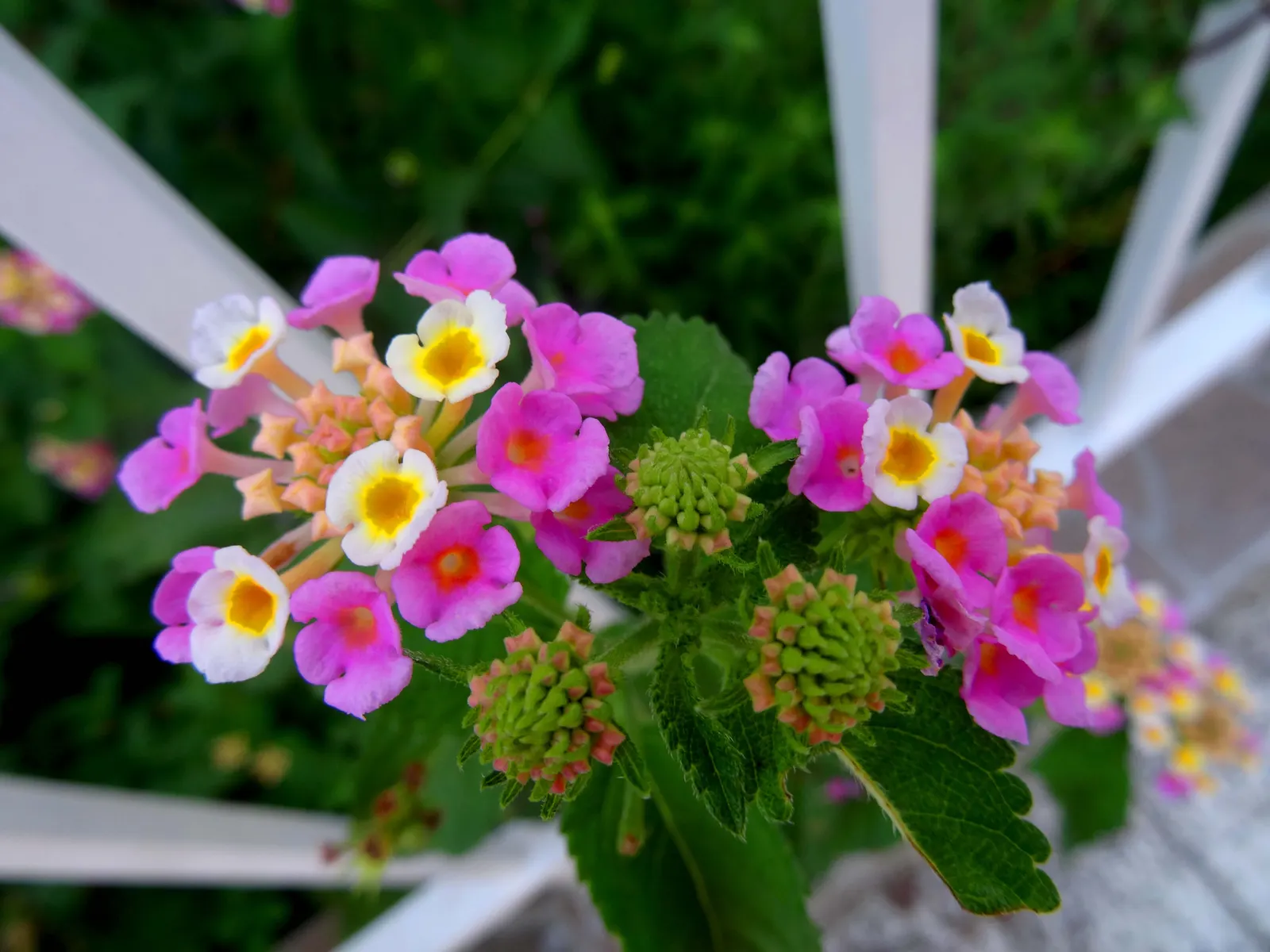 Pink Lantana (Lantana Camara 'Bandana Pink') — Drought-tolerant once established, it's ideal for low-maintenance landscapes; hardy in USDA zones 9-11, it can