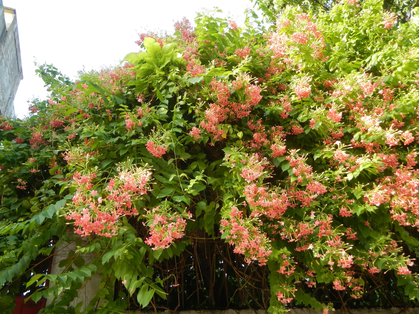 Pink Lantana (Lantana Camara 'Bandana Pink') — which may transition into a lighter shade with age