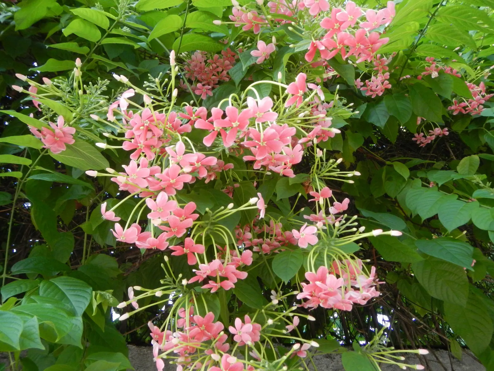 Pink Lantana (Lantana Camara 'Bandana Pink') — commonly referred to as Pink Lantana; it reaches up to 24-26 inches in height and spreads 20-24 inches wide