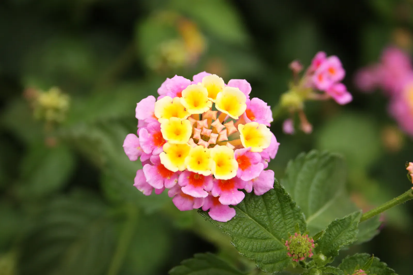 Pink Lantana (Lantana Camara 'Bandana Pink') — enticing a variety of pollinators; use in beds, borders, or containers for continuous summer color