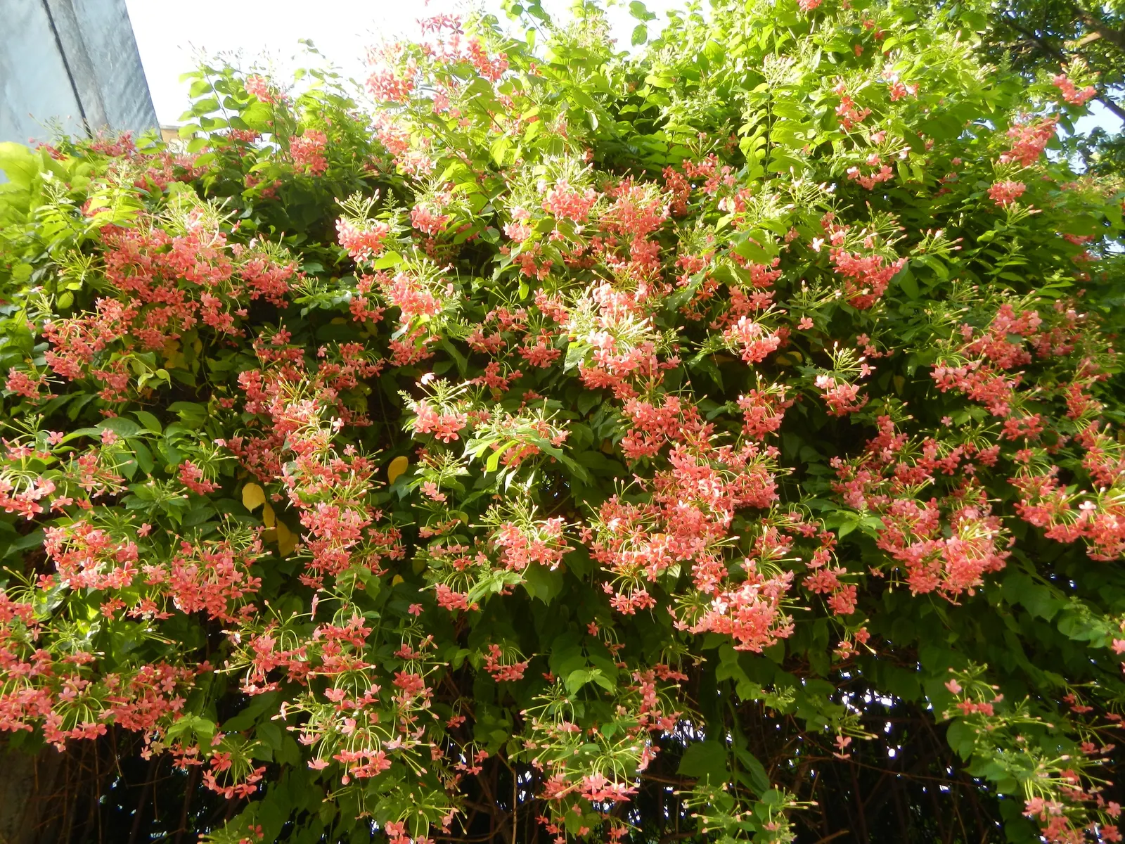 Pink Lantana (Lantana Camara 'Bandana Pink') — The Lantana camara 'Bandana Pink' is a vibrant perennial shrub; prefers full sun and well-draining, image 51