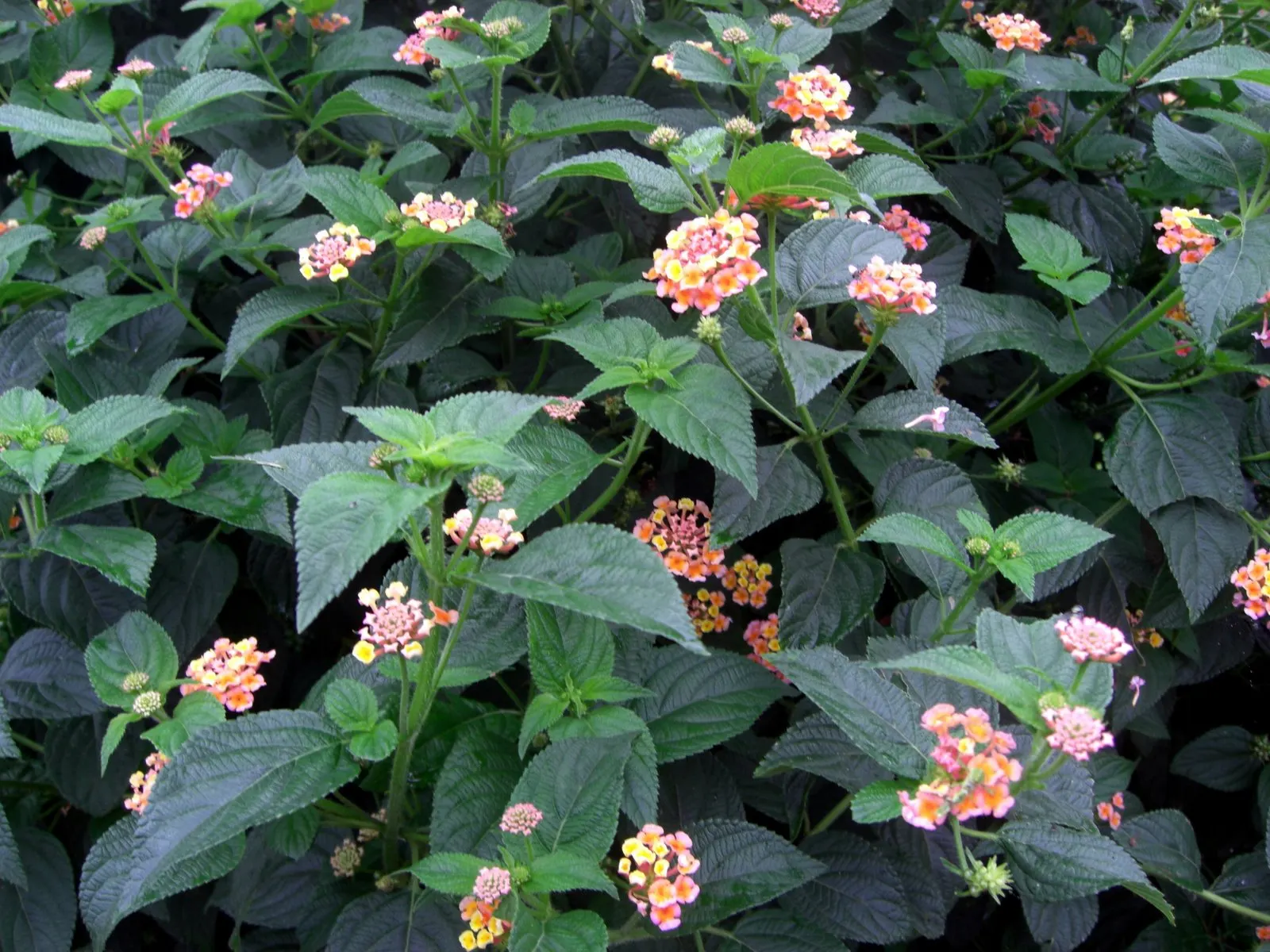Pink Lantana (Lantana Camara 'Bandana Pink') — It thrives in full sun environments
