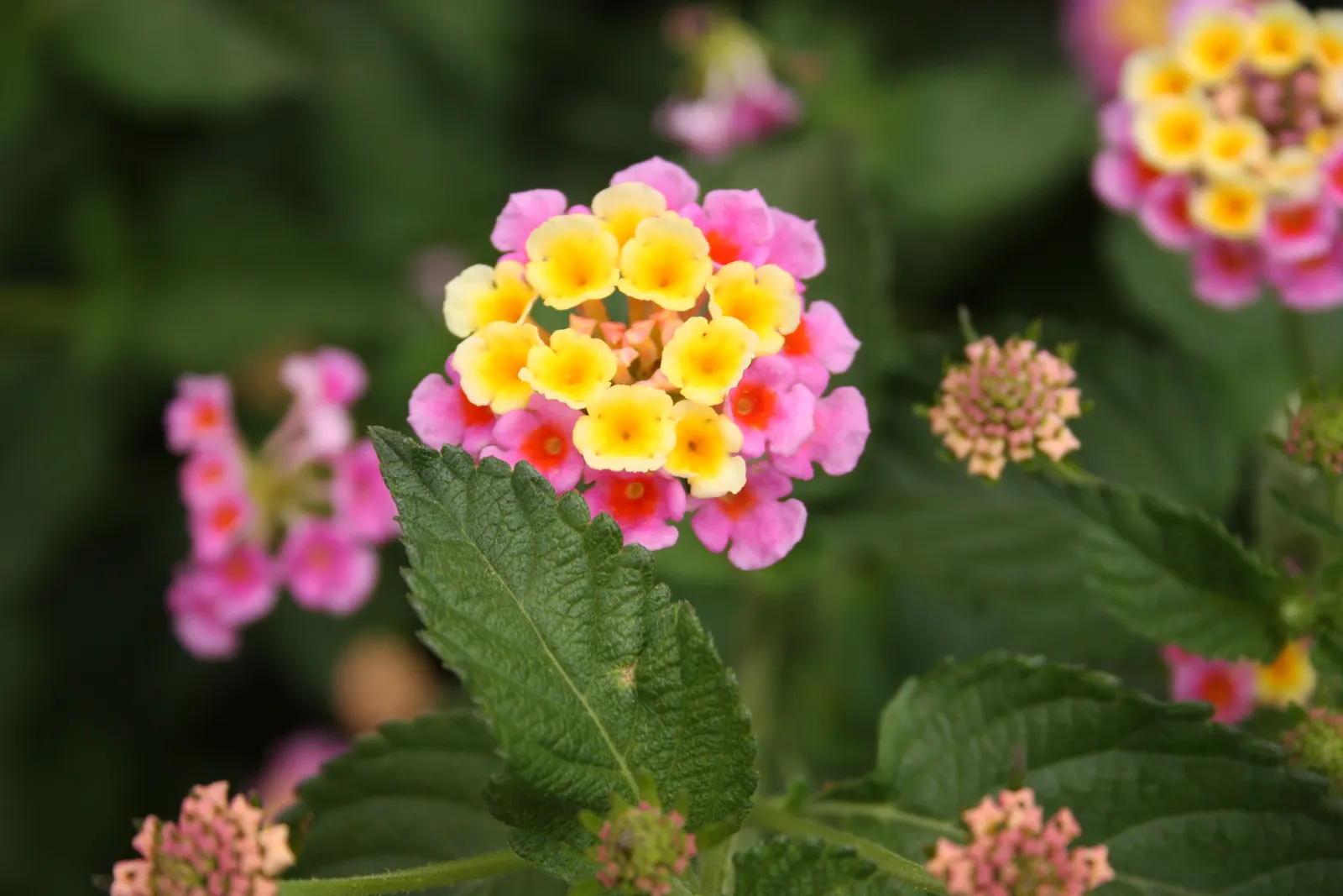 Pink Lantana (Lantana Camara 'Bandana Pink') — which may transition into a lighter shade with age; being drought-tolerant once established, image 60