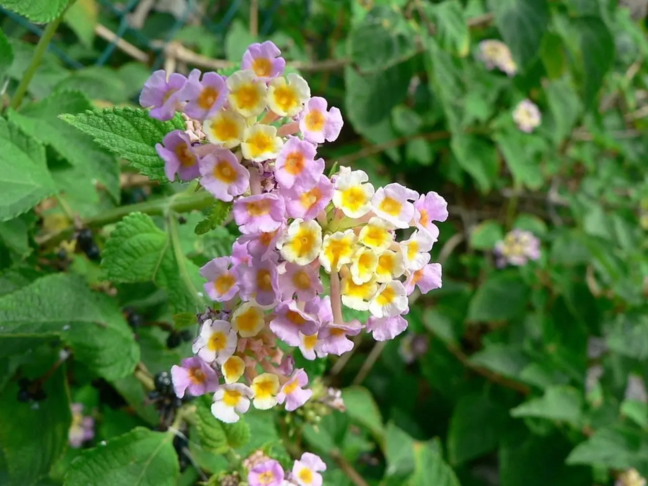 Pink Lantana (Lantana Camara 'Bandana Pink') — Prefers full sun and well-draining soil
