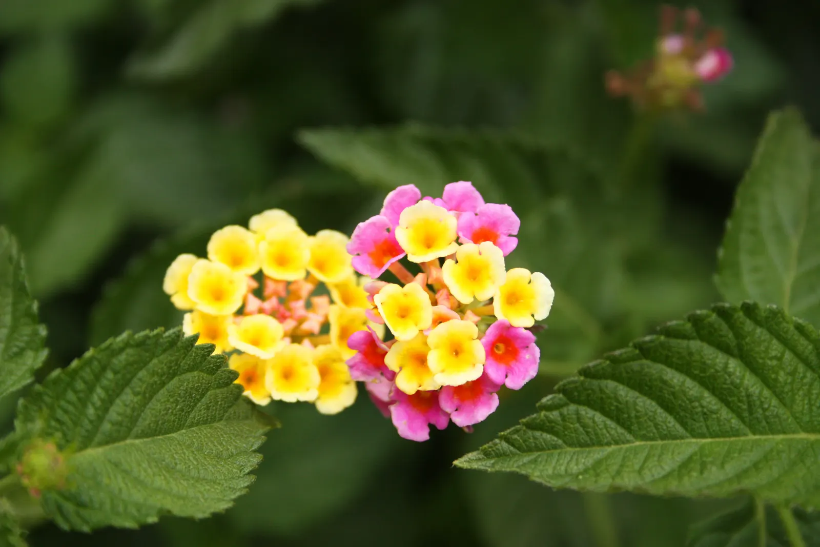 Pink Lantana (Lantana Camara 'Bandana Pink') — shrub with pink blooms; or as part of a mixed border, image 74