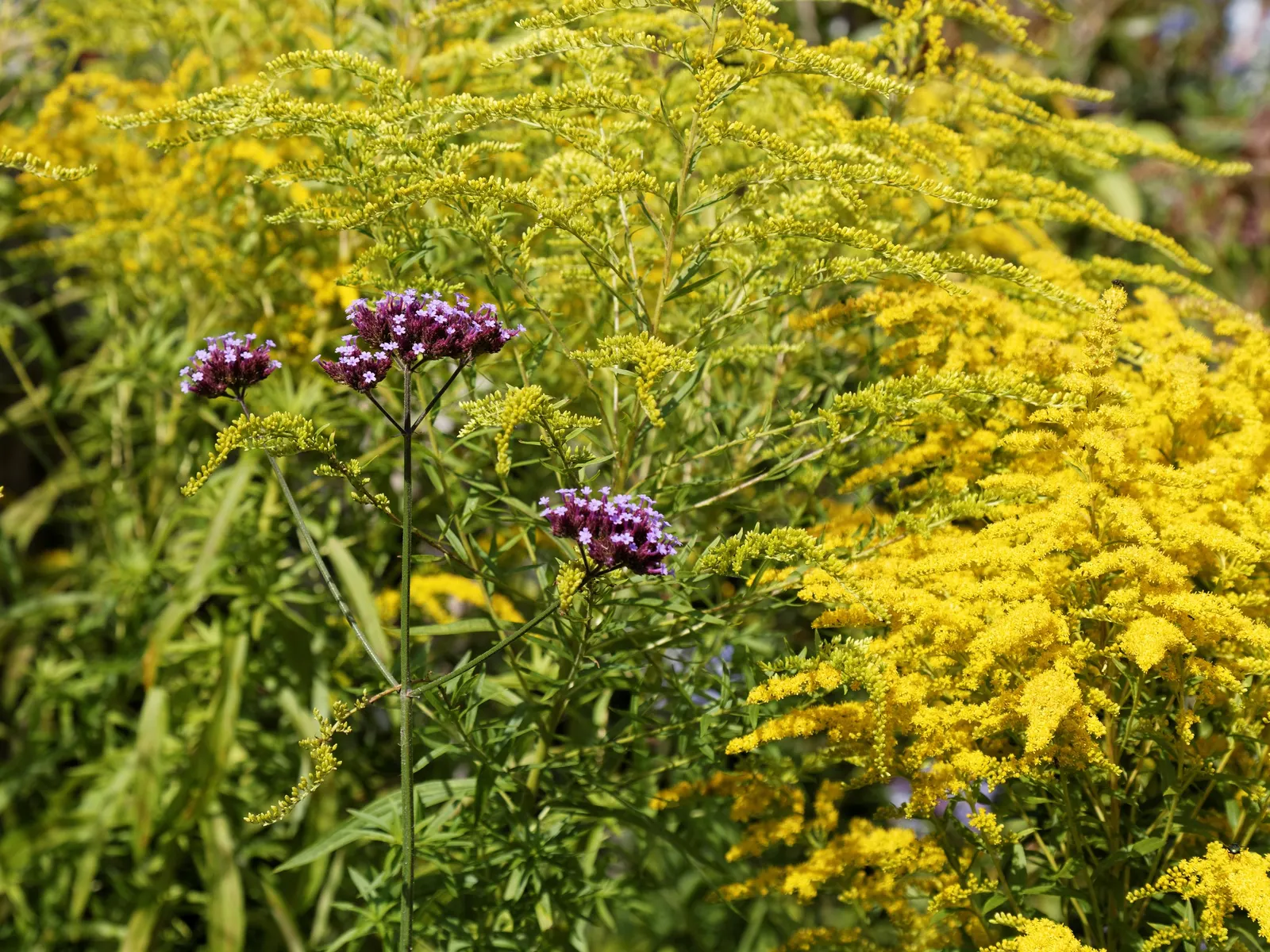 Garden Verbena (Verbena X Hybrida) — The blossoms display an array of hues including pink; ground cover / perennial with purple blooms