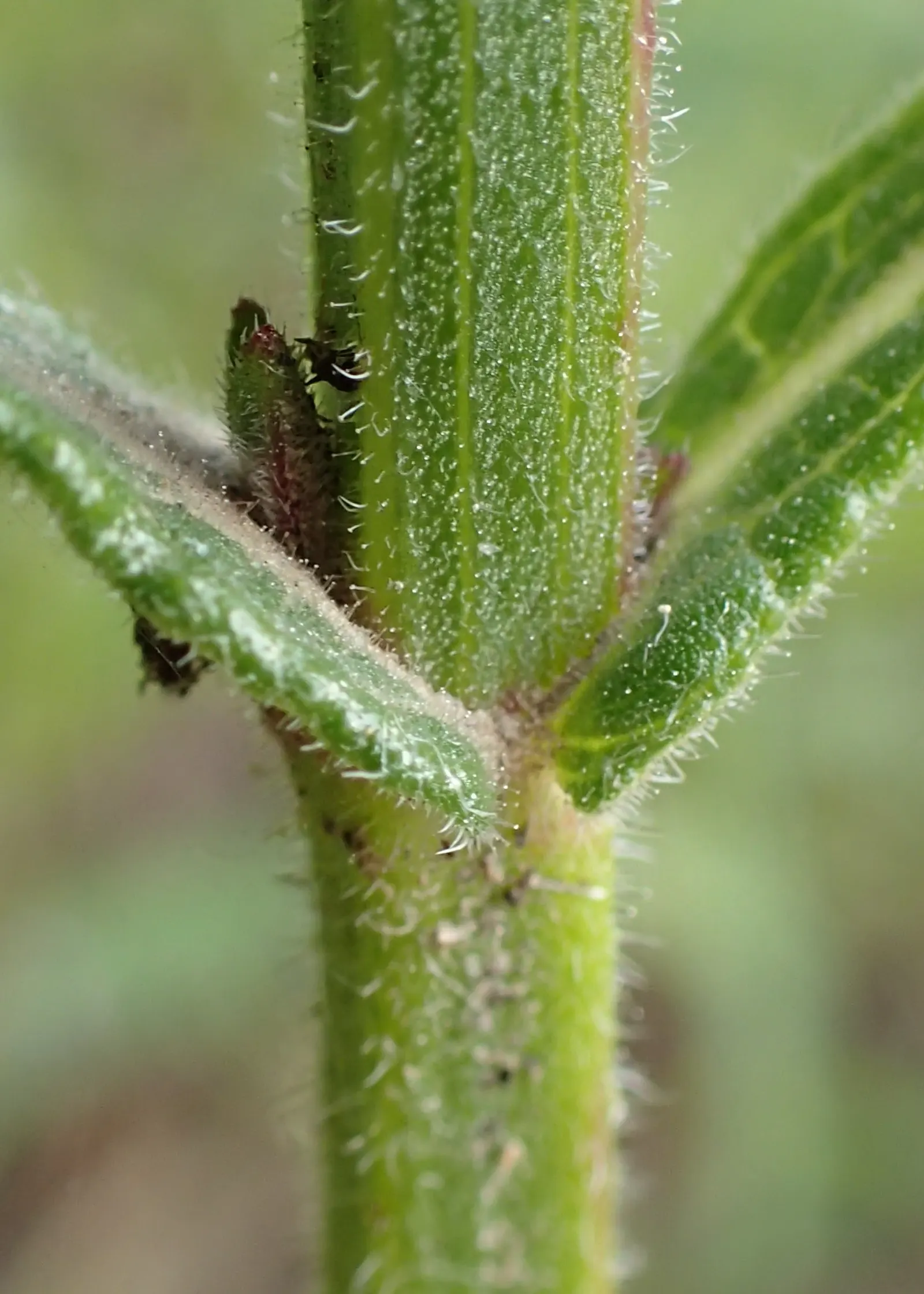 Garden Verbena (Verbena X Hybrida) — scientifically referred to as Verbena x hybrida