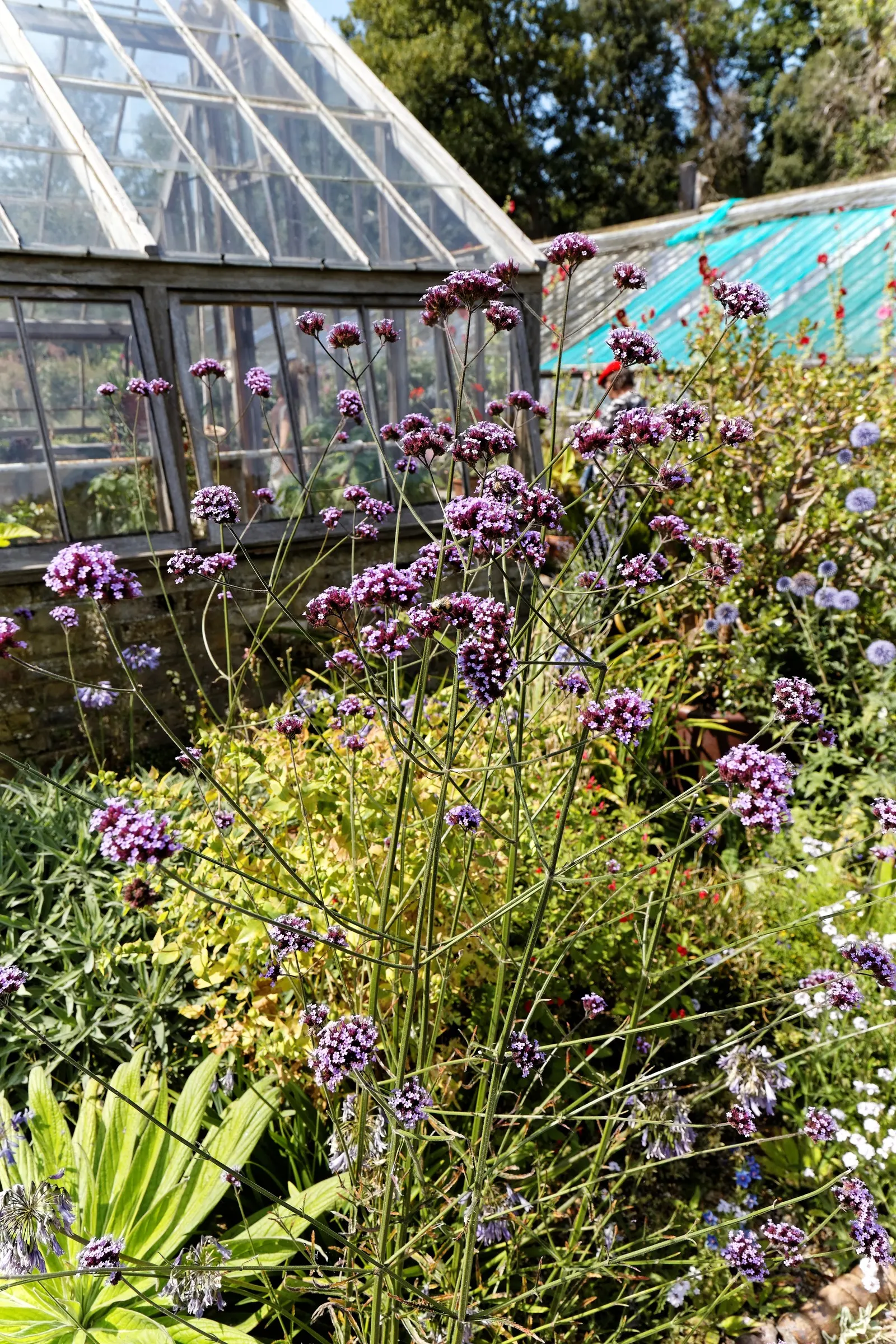 Garden Verbena (Verbena X Hybrida) — attracting butterflies and hummingbirds to the garden with its nectar-rich flowers; this hybrid is renowned for its
