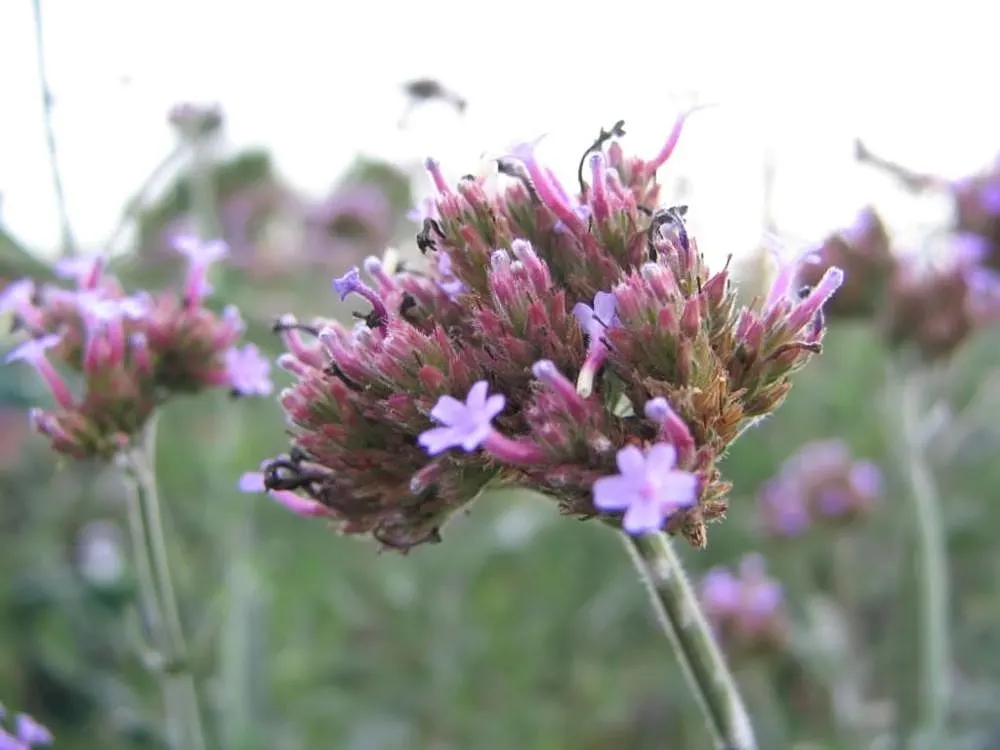 Garden Verbena (Verbena X Hybrida) — aim for a spacing of approximately 8 to 14 inches to allow for ample growth and air circulation