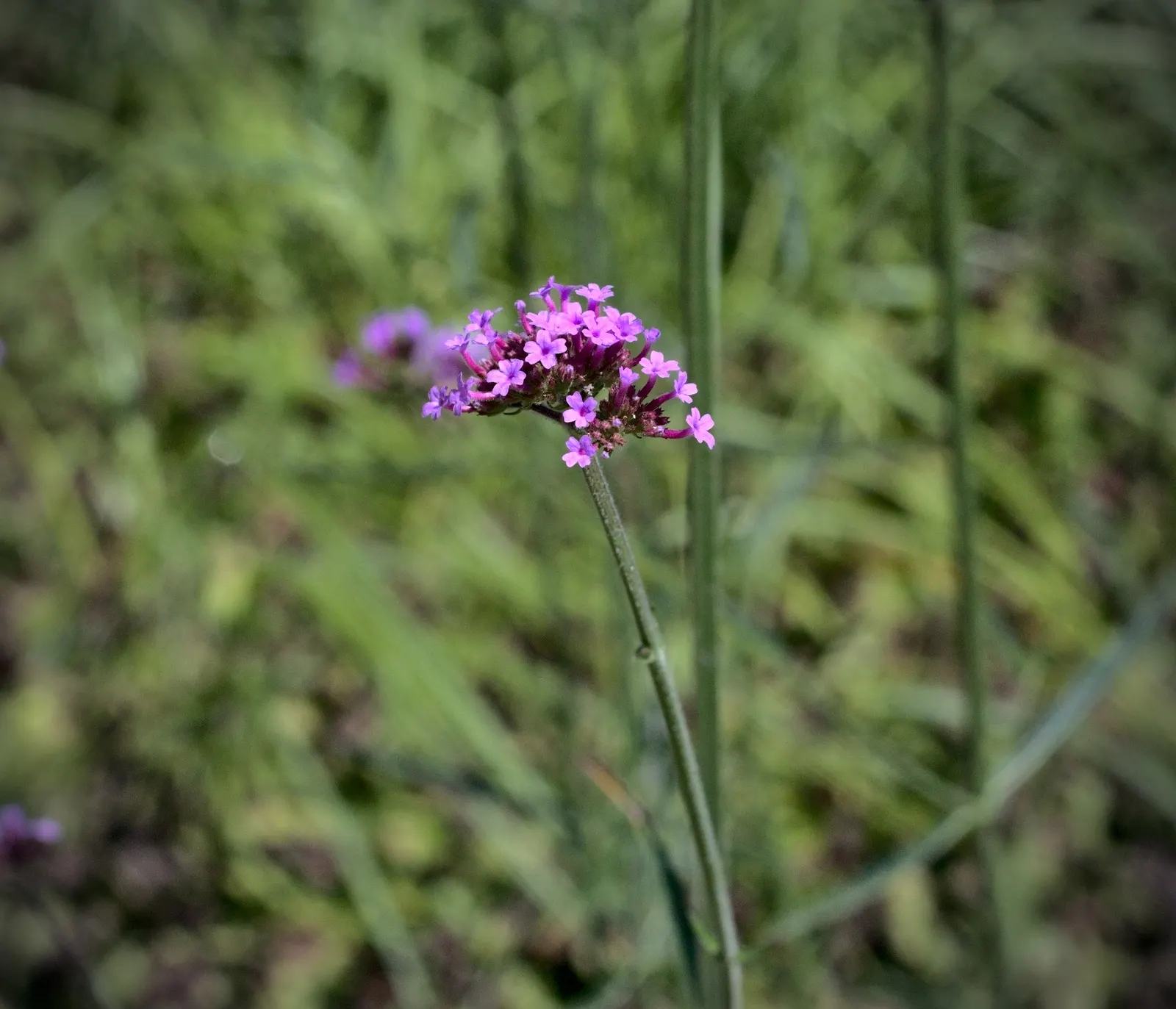 Garden Verbena (Verbena X Hybrida) — Preferring full sun exposure; when preparing the planting site