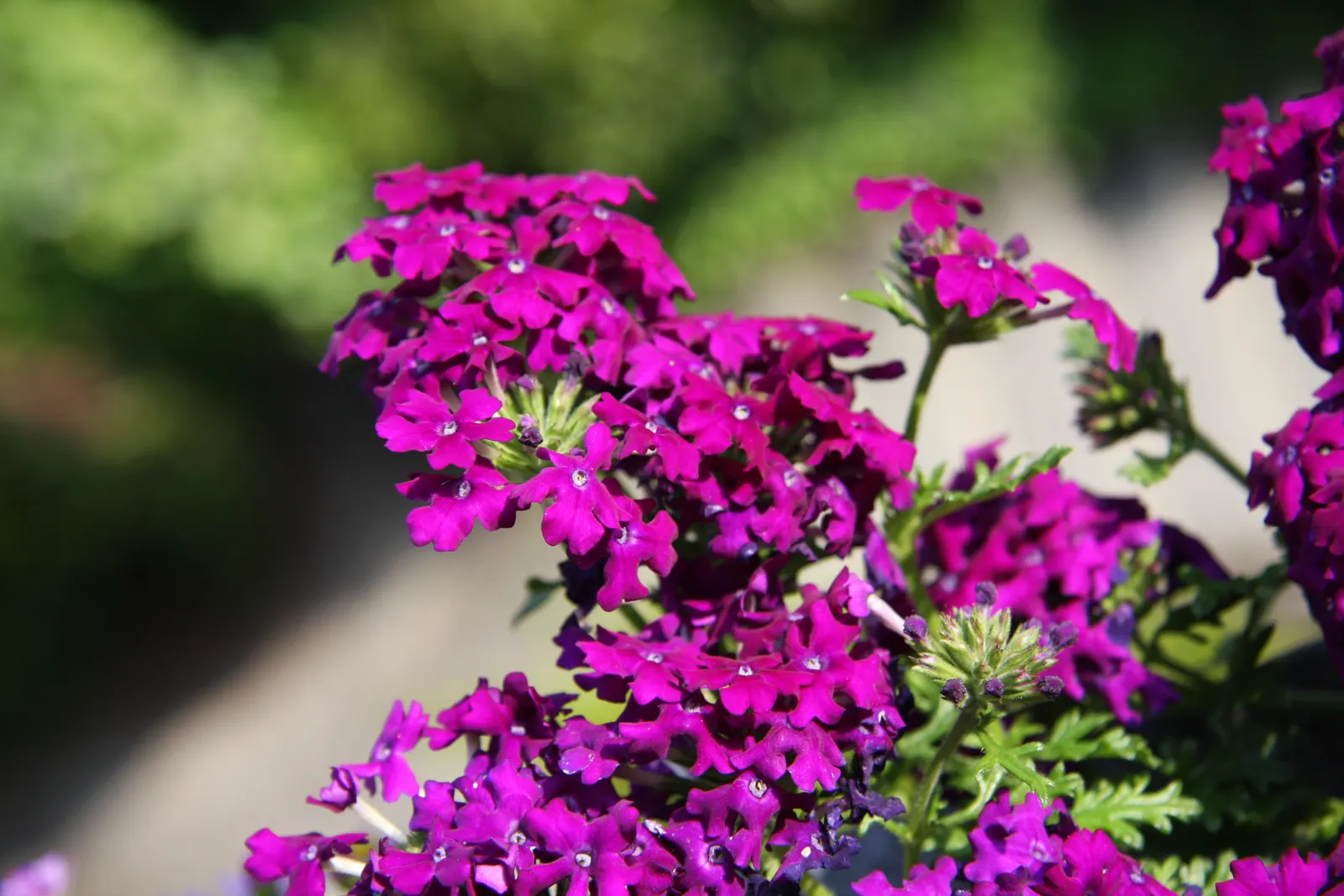 Garden Verbena (Verbena X Hybrida) — reaching 6-12 inches in height with a spread of 12-18 inches