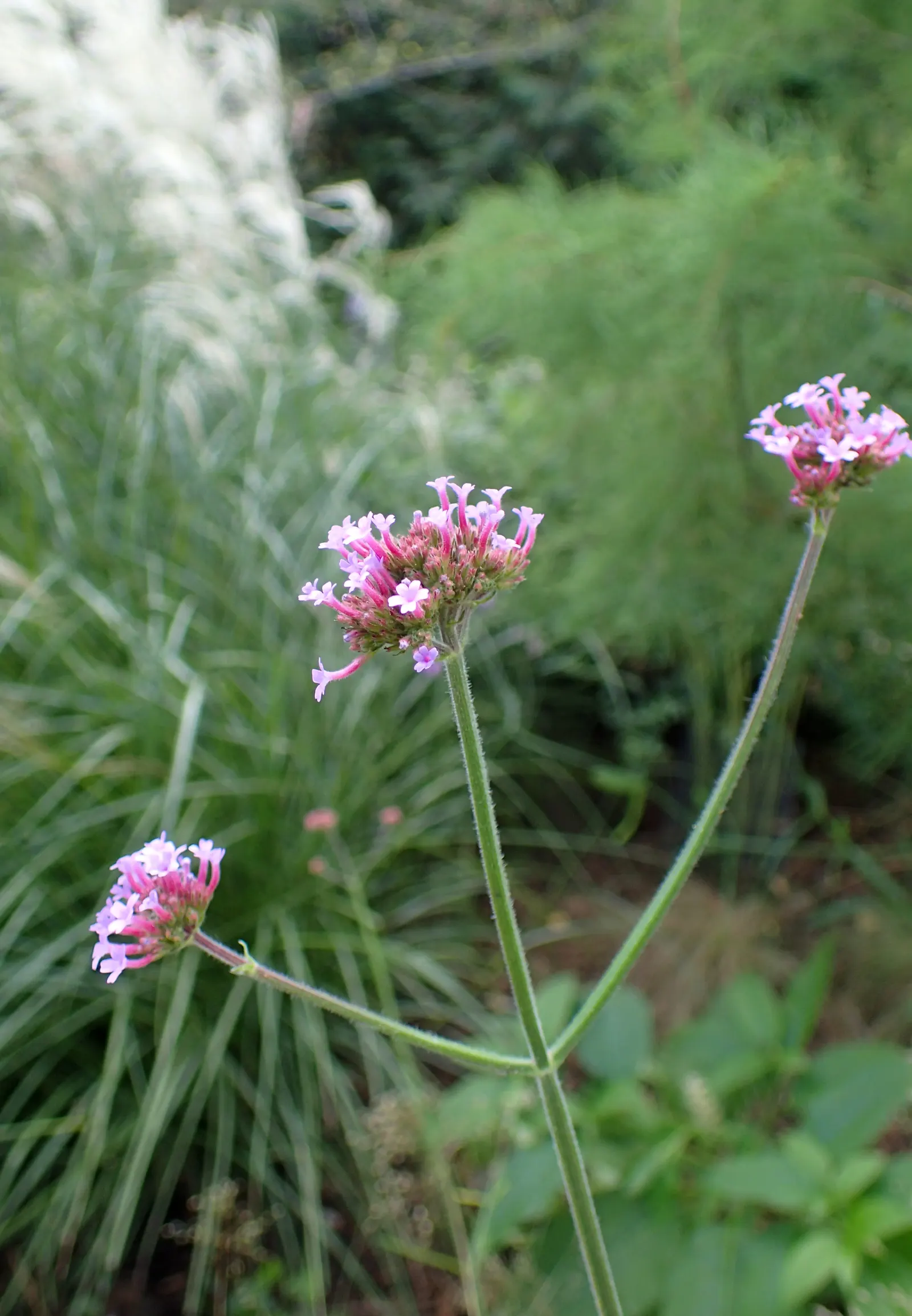 Garden Verbena (Verbena X Hybrida) — making it an excellent addition to any landscape design