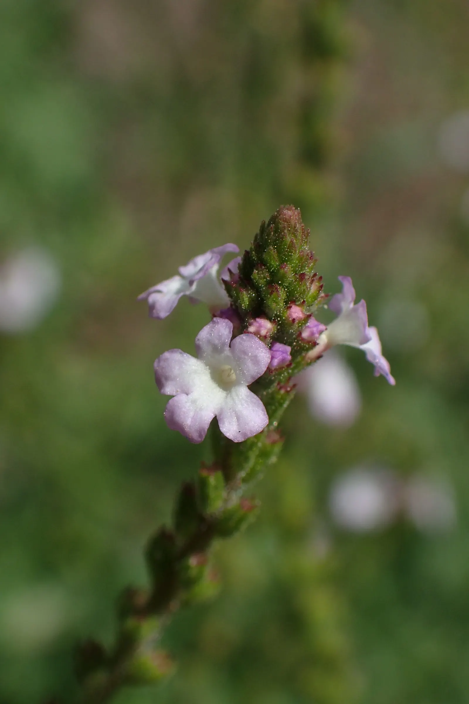 Garden Verbena (Verbena X Hybrida) — is a vibrant and versatile perennial often treated as an annual in cooler climates; it showcases dense clusters of vibrant