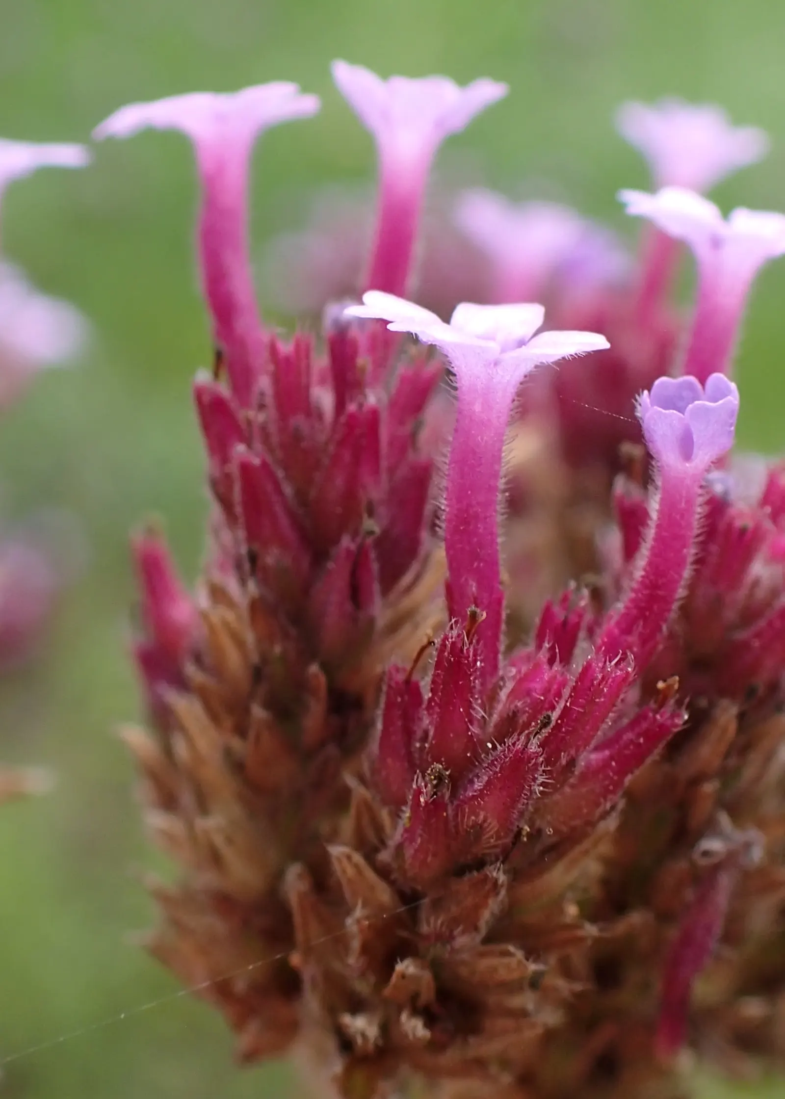 Garden Verbena (Verbena X Hybrida) — this plant thrives in well-drained soil and requires moderate watering