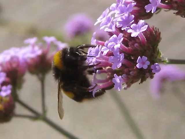 Garden Verbena (Verbena X Hybrida) — Ideal for borders, containers, and hanging baskets, it attracts pollinators while providing bold color