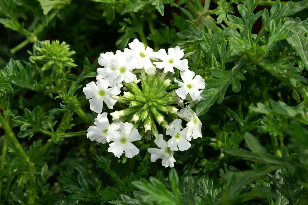 Garden Verbena (Verbena X Hybrida) — Adaptable to various soil conditions, it prefers full sun and moderate watering; scientifically referred to as Verbena x