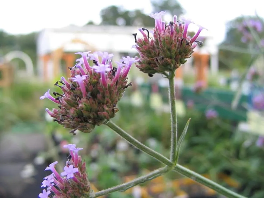 Garden Verbena (Verbena X Hybrida) — <br><br>Reaching a modest height of typically 6 to 12 inches with a spread of 12 to 18 inches