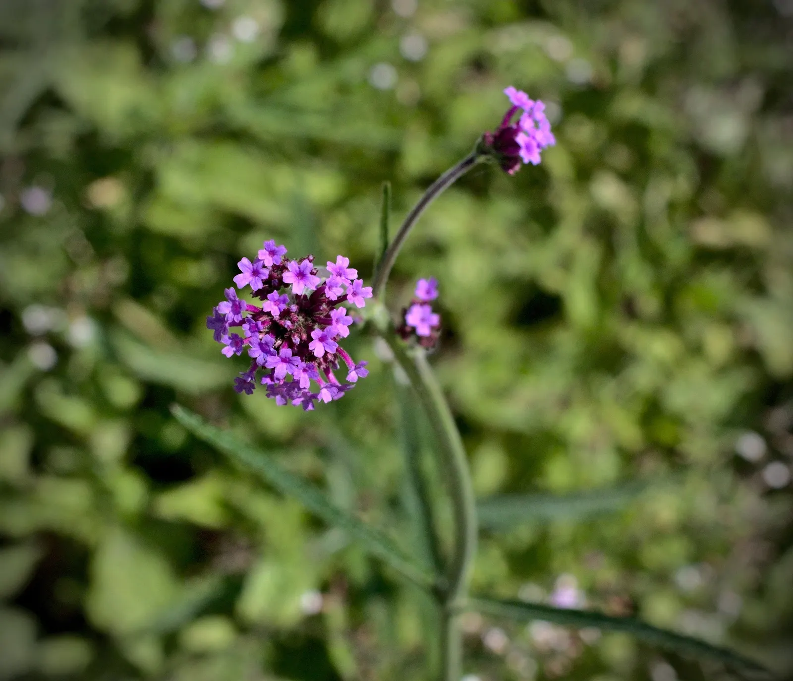 Garden Verbena (Verbena X Hybrida) — Adaptable to various soil conditions, it prefers full sun and moderate watering