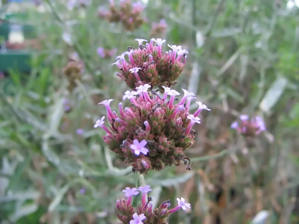 Garden Verbena (Verbena X Hybrida) — Garden Verbena (Verbena x hybrida) is a perennial often grown as an annual