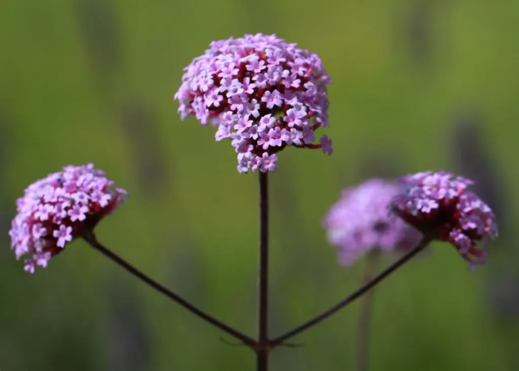 Garden Verbena (Verbena X Hybrida) — Ideal for borders, containers, and hanging baskets, it attracts pollinators while providing bold color; preferring full