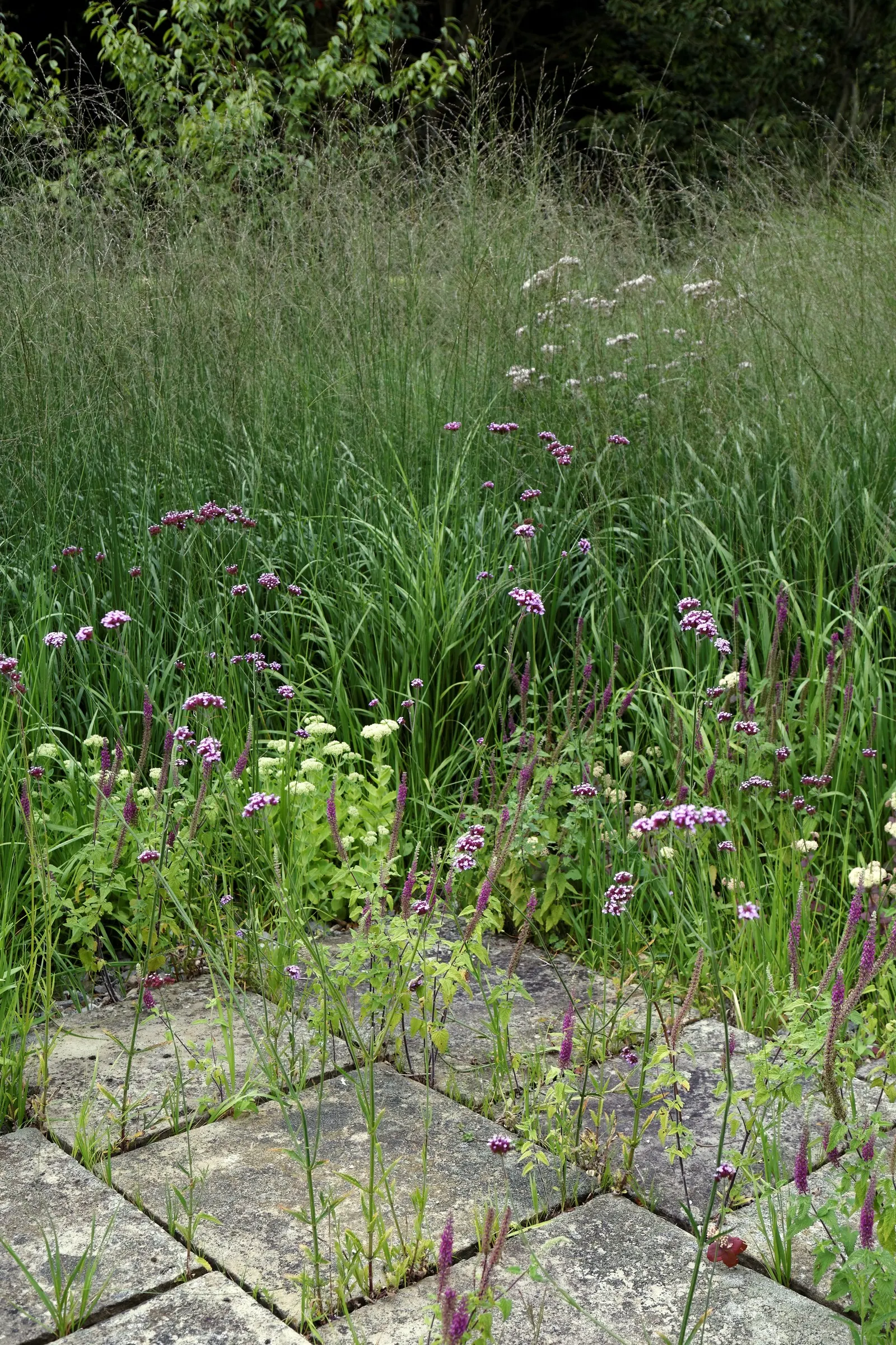 Garden Verbena (Verbena X Hybrida) — It showcases dense clusters of vibrant flowers atop leafy stems