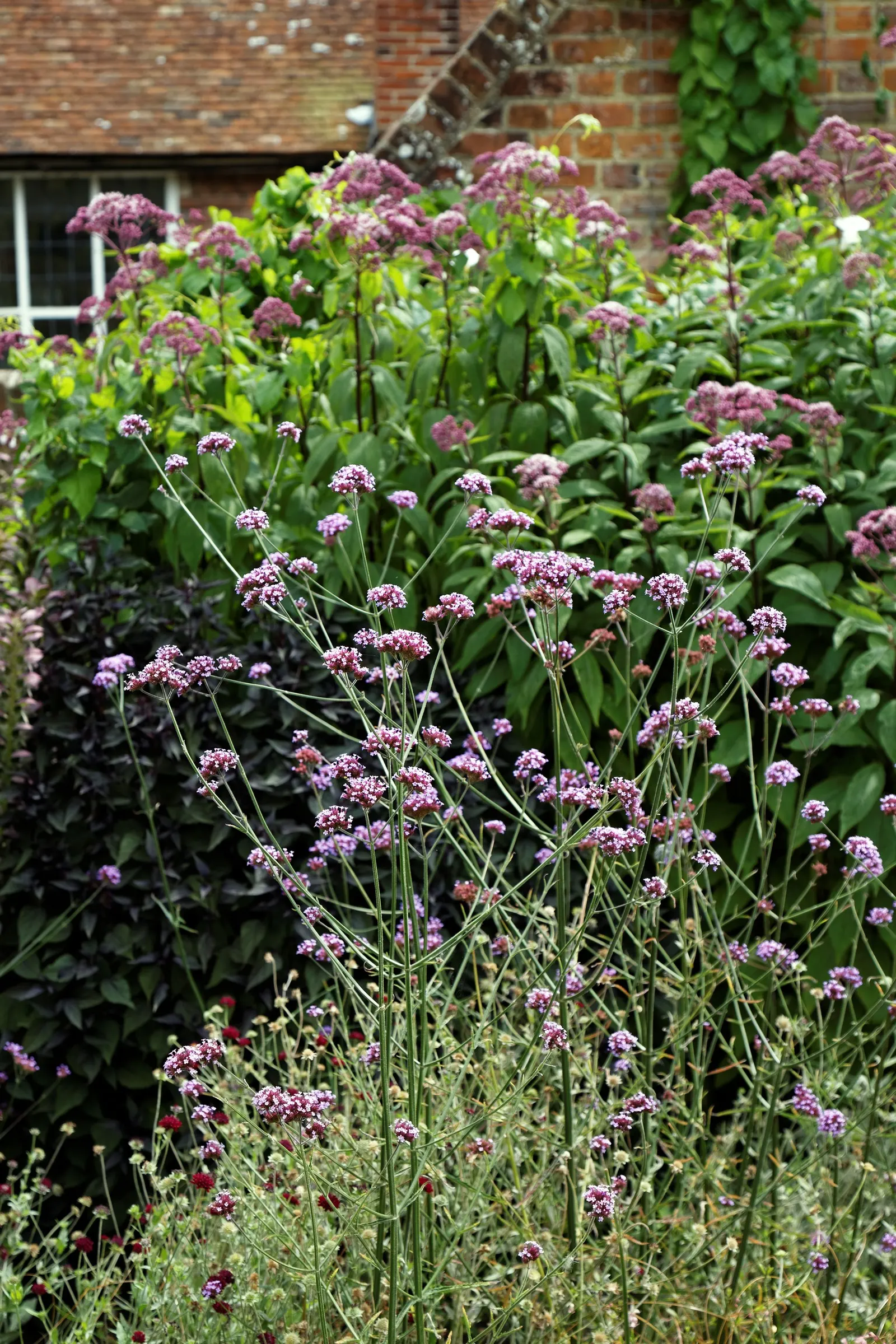 Garden Verbena (Verbena X Hybrida) — The blossoms display an array of hues including pink