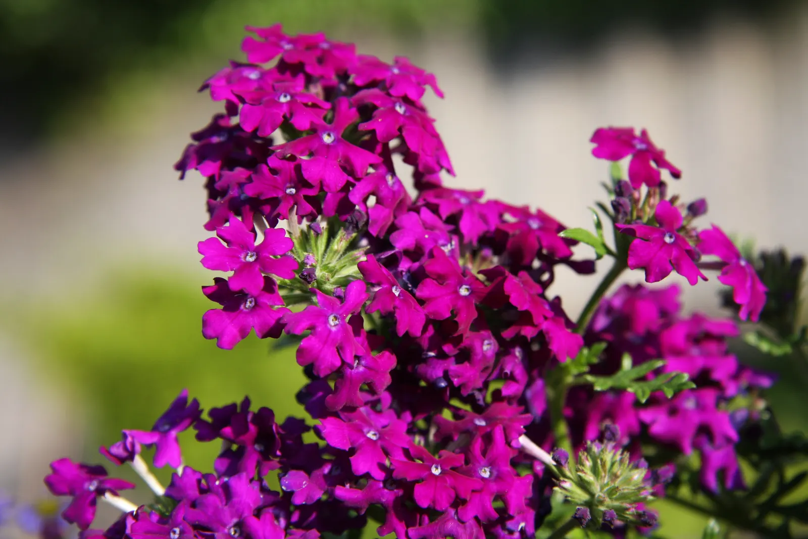 Garden Verbena (Verbena X Hybrida) — Deadheading the spent blooms will encourage further flowering and maintain its neat appearance; attracting butterflies and