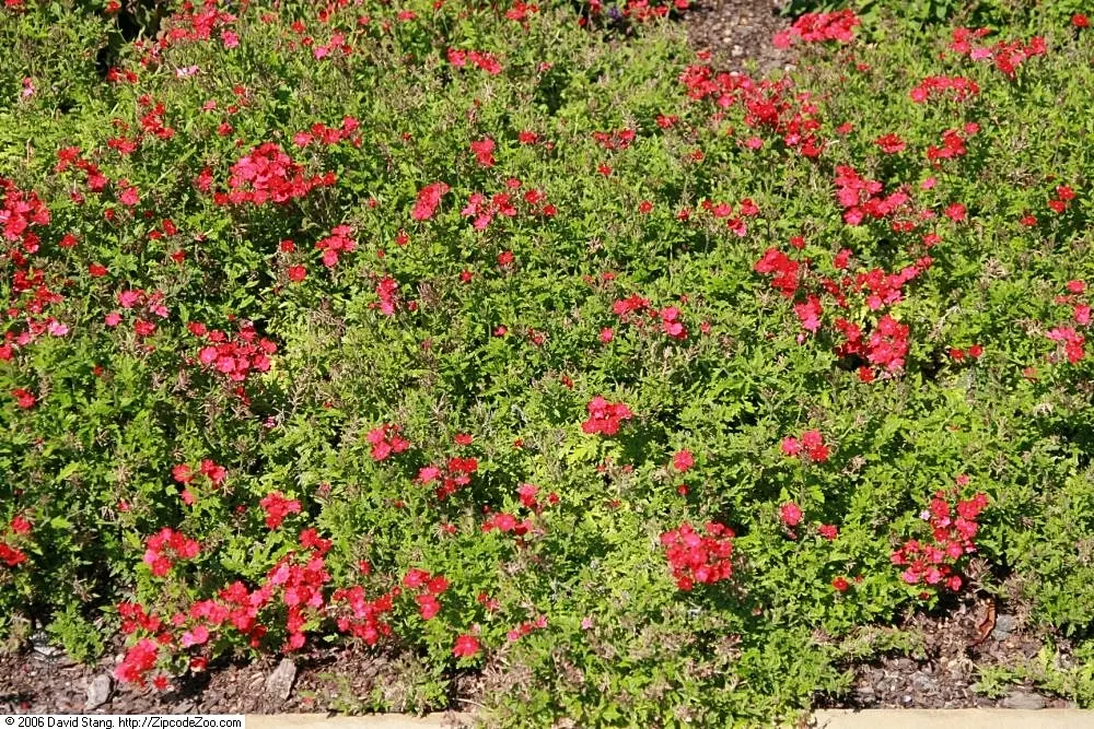 Garden Verbena (Verbena X Hybrida) — ground cover / perennial with purple blooms