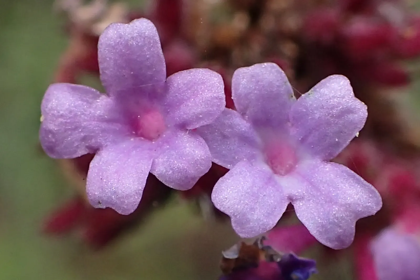 Garden Verbena (Verbena X Hybrida) — Verbena x hybrida is a low-maintenance choice that adds a continuous pop of color to any garden tableau