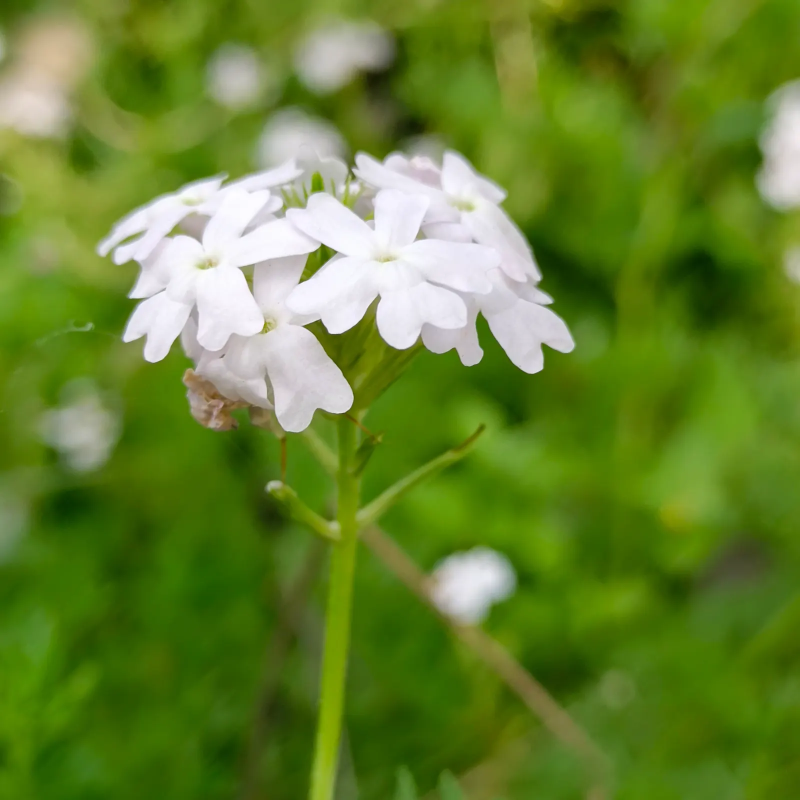 Garden Verbena (Verbena X Hybrida) — purple flowers in the garden