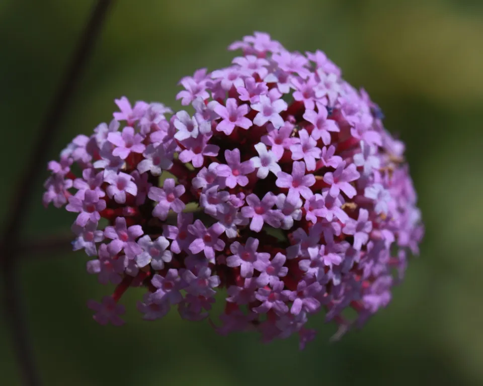 Garden Verbena (Verbena X Hybrida) — reaching 6-12 inches in height with a spread of 12-18 inches; ground cover / perennial for full or half