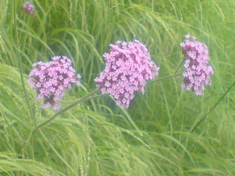 Garden Verbena (Verbena X Hybrida) — prized for its continuous blooming from summer until frost; the blossoms display an array of hues including pink