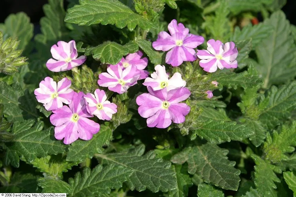 Garden Verbena (Verbena X Hybrida) — This hybrid is renowned for its profusion of colorful flowers and low-maintenance temperament; making it an excellent