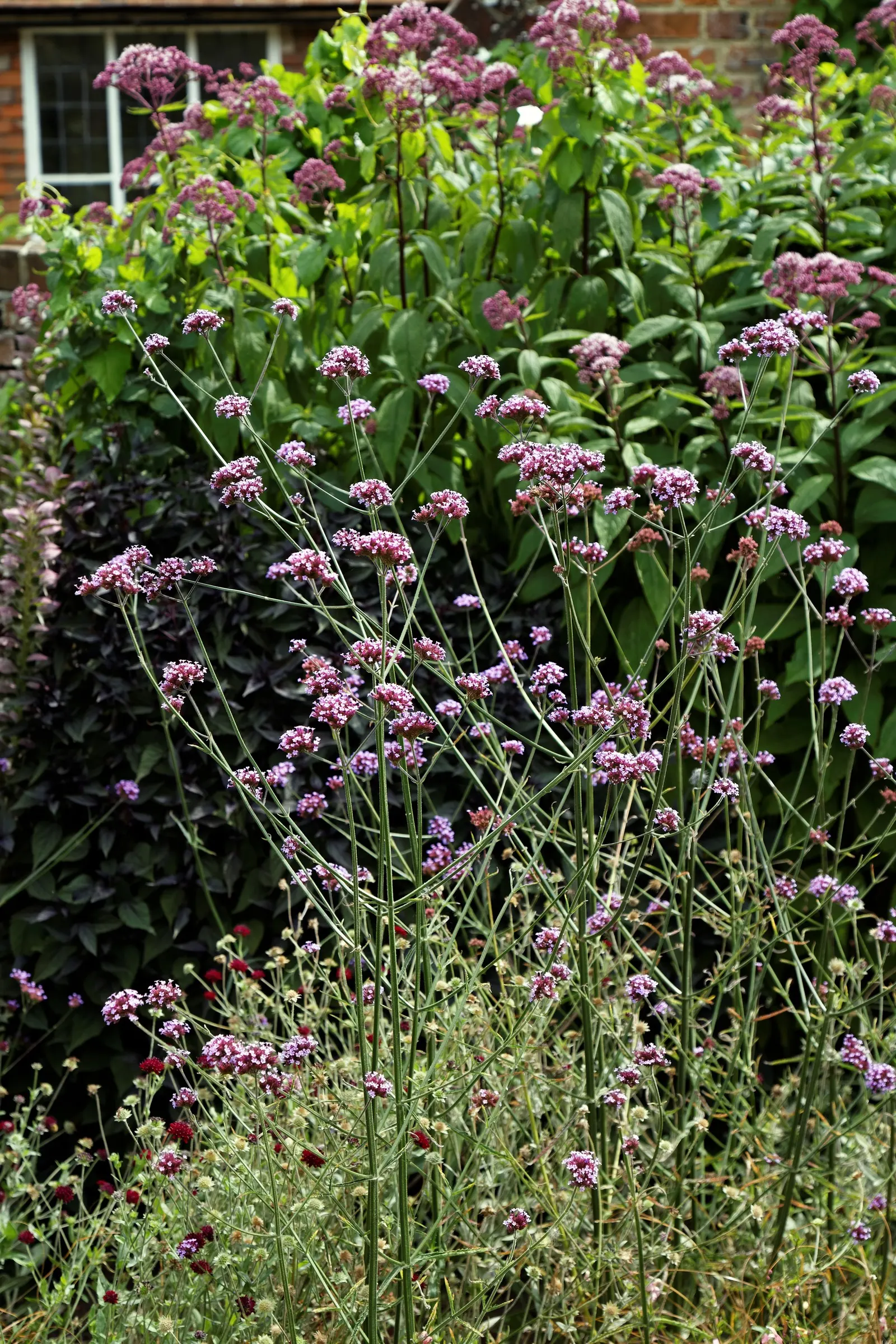 Garden Verbena (Verbena X Hybrida) — is a vibrant and versatile perennial often treated as an annual in cooler climates