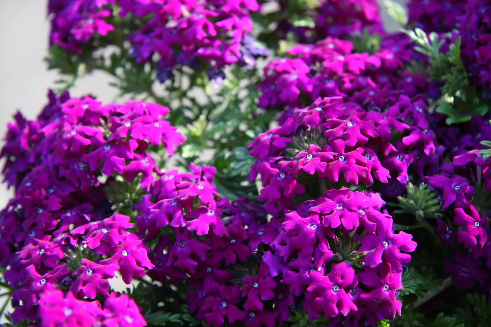 Garden Verbena (Verbena X Hybrida) — <br><br>Reaching a modest height of typically 6 to 12 inches with a spread of 12 to 18 inches, image 38