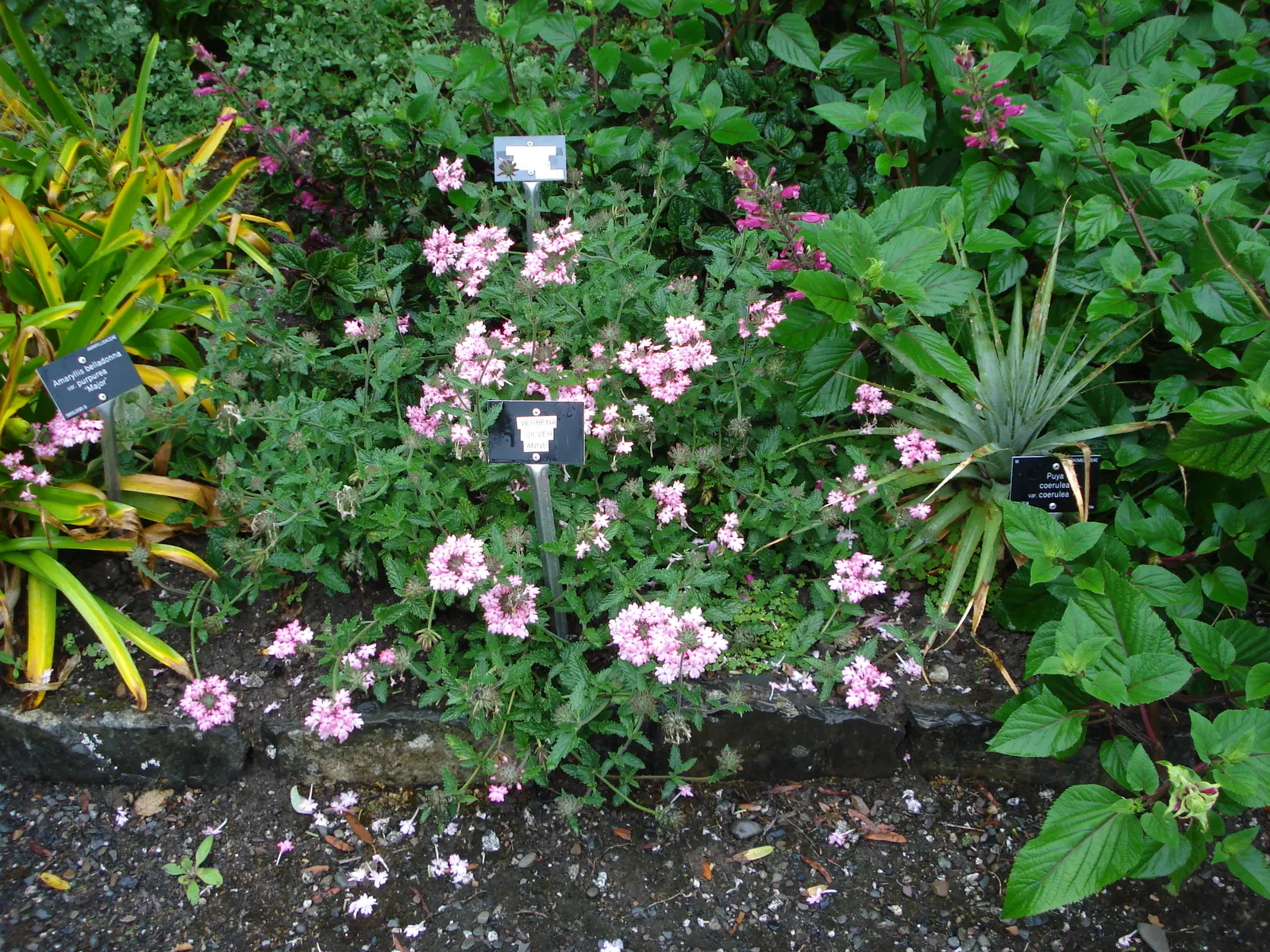 Garden Verbena (Verbena X Hybrida) — attracting butterflies and hummingbirds to the garden with its nectar-rich flowers