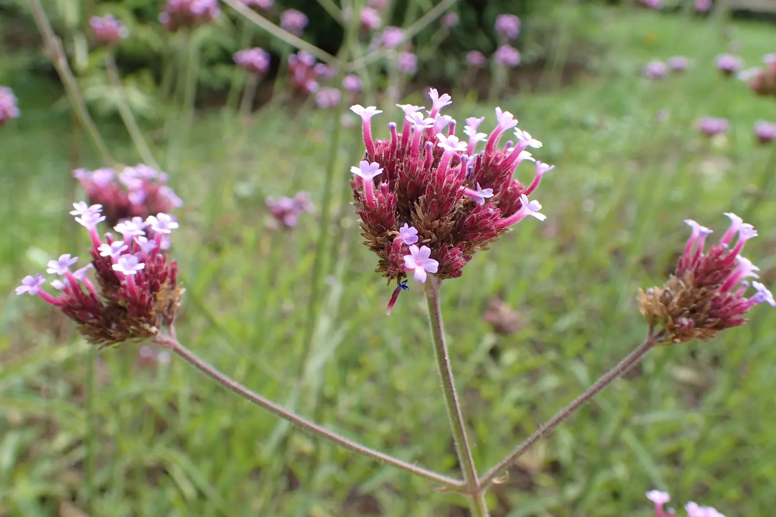Garden Verbena (Verbena X Hybrida) — set atop lance-shaped foliage that offers a lush